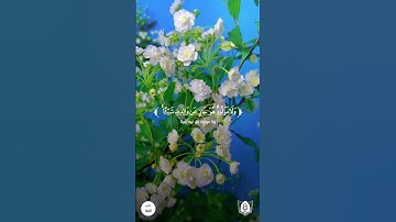 #تلاوة من #سورة_لقمان بصوت #جابر_القيطان #قران #قرآن_كريم #آيات #استغفرالله #الحمدلله #quran