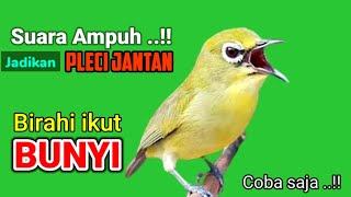 PLECI BETINA MEMANGGIL JANTAN - Ampuh jadikan PLECI JANTAN yang diam langsung BUNYI