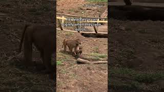 Why Are Baboon Butts Red