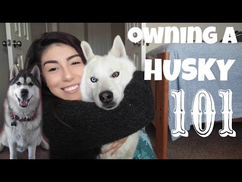 Everything you NEED to know BEFORE Owning a Husky!!