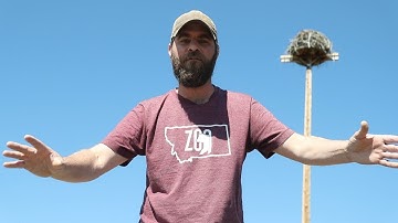 An amazing osprey nest
