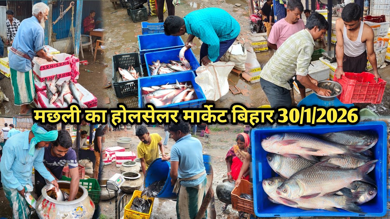 मछली का होलसेलर मार्केट प्राइस बिहार |शुक्रवार के दिन मछली का होलसेलर रेट | fish holseler market