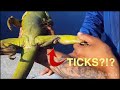 Removing Hundreds of Ticks off of Infected Iguana!