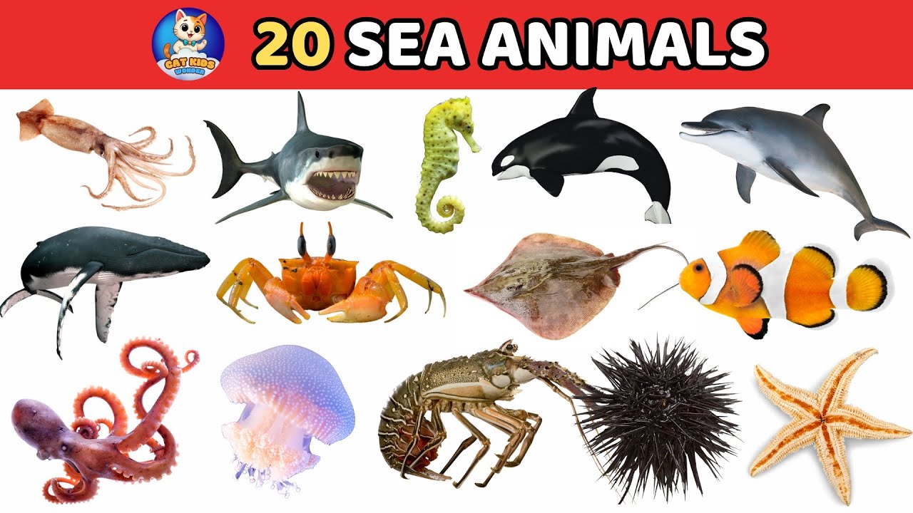 🐠 20 Sea Animals | Learn Ocean Animals Names for Kids 🐬 - YouTube