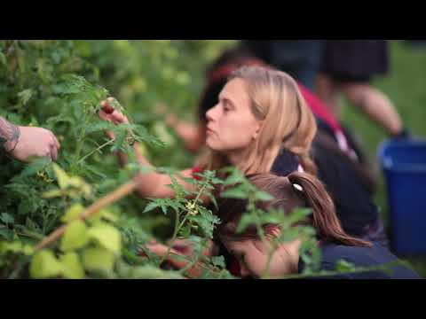 Le potager sur la facade du Collège Jean-Eudes