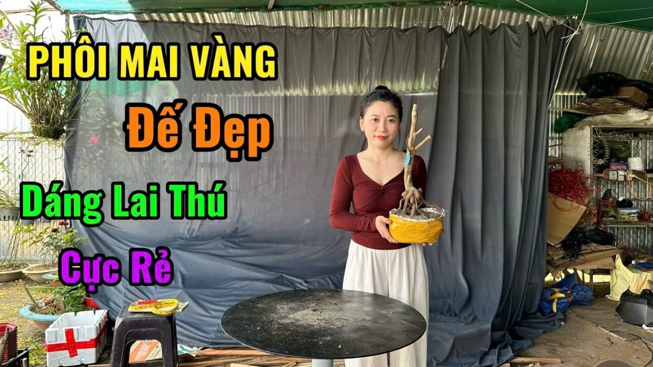 Phôi Mai Vàng,Đế Nôm,Đế Xổ,Dáng Lai Thú,Giá Rẻ-21/2/26-Thùy Trang Phôi Mai Vàng.