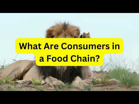 What Are Consumers in a Food Chain