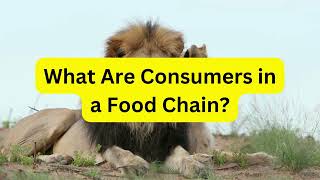 What Are Consumers in a Food Chain?