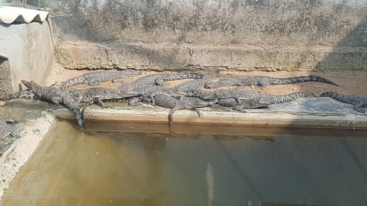 Hidden Gem of Odisha | Bhitarkanika Travelogue 