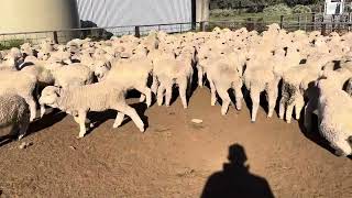 Yamba wth lambs 2 - 29/8/25