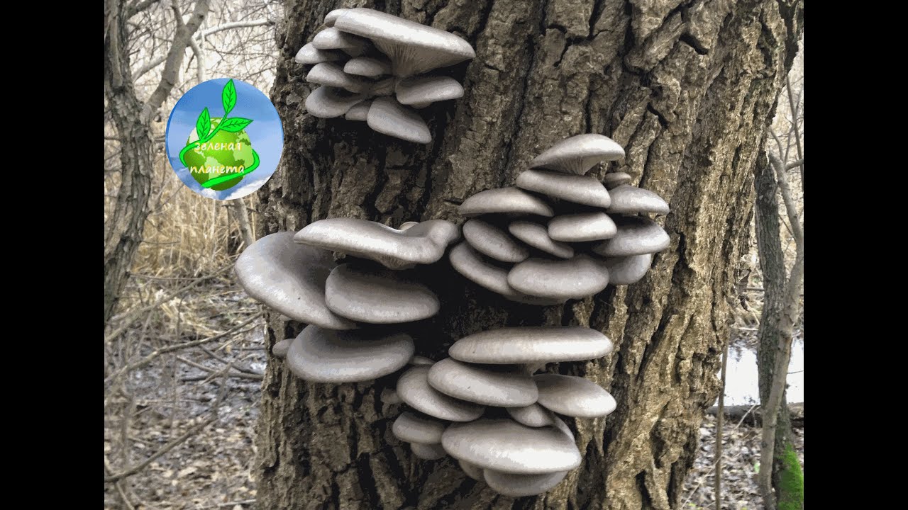 Пеньки вешенка. Вёшенка устричная (Pleurotus ostreatus). Вешенка р80. Вешенка Лесная ложная. Гриб вешенка р80.