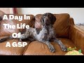 A day in the life of a gsp puppy  8 month german shorthaired pointer  desert living  dog vlog