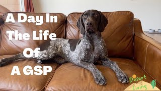 A Day In The Life Of A GSP Puppy | 8 Month German Shorthaired Pointer | Desert Living | Dog Vlog