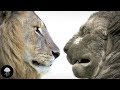 L Amnésie écologique Feat C Est Une Autre Histoire DBY 25 L Amnésie écologique Feat C Est Une Autre Histoire DBY 25