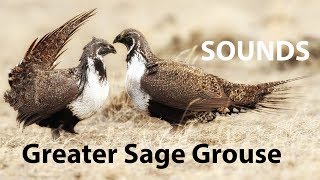 Greater Sage Grouse Sounds
