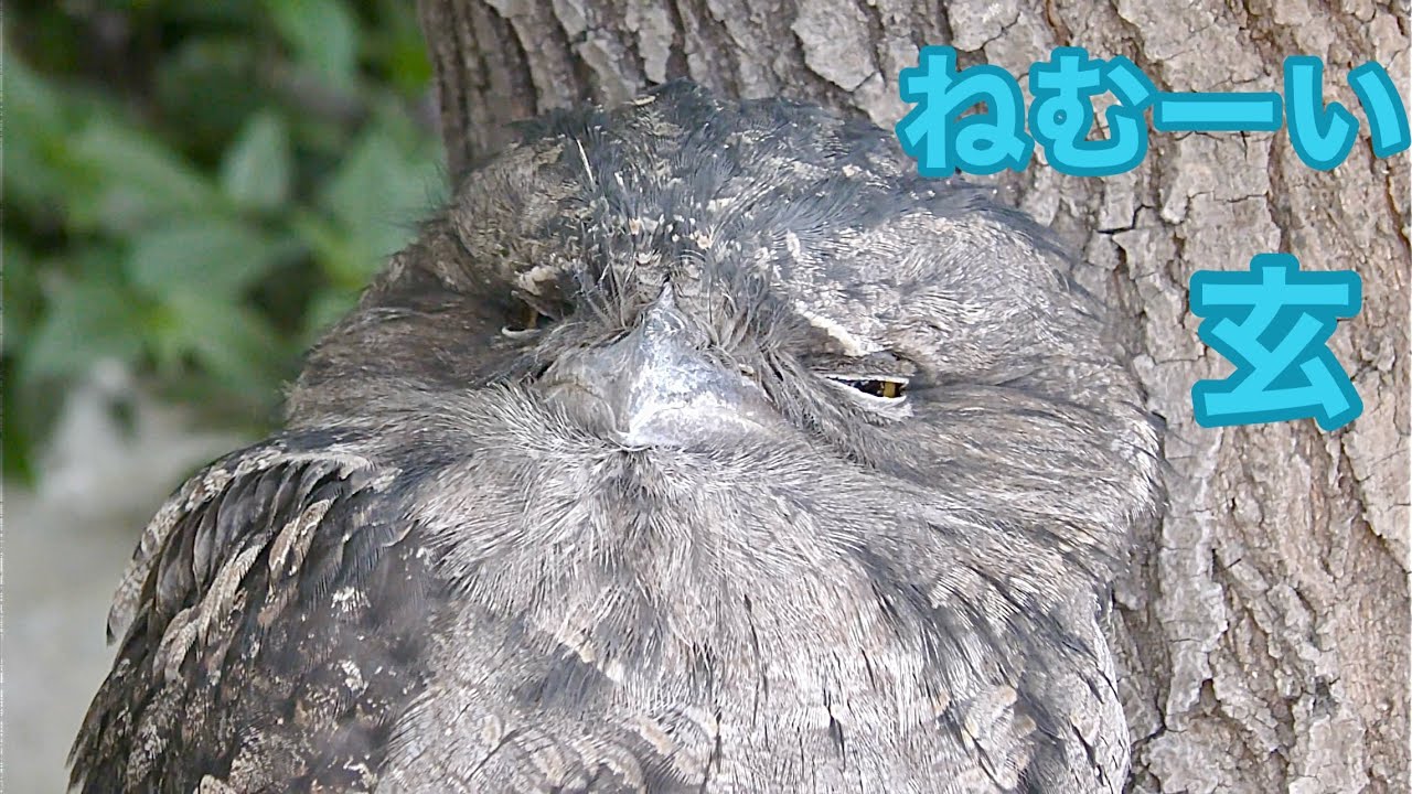 オーストラリアガマグチヨタカ 玄くん 眠そうですね【掛川花鳥園