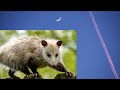 Opossum Day &amp; a Moonlit Night - Canon RA &amp; R Cameras