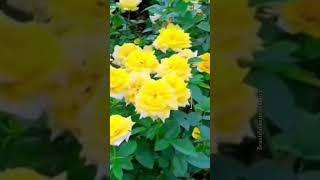 Download Lagu flower video garden #nature #flower #terracegardenindia #gardendesign #gardendelight #love #garden MP3