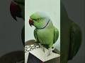 मैं तोता मैं तोता..... 🦜♥️