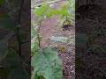 isi waktu luang dg berkebun #trending #nature #berkebun