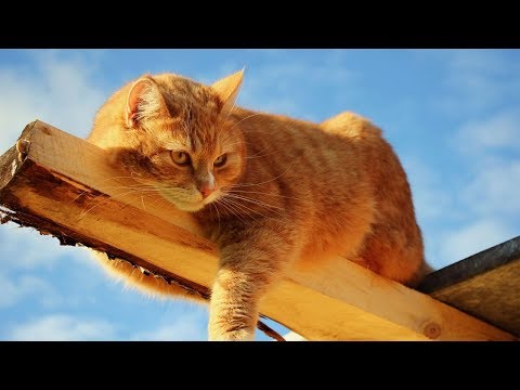 😁 Funniest 😻 Cats and 🐶 Dogs Awesome Funny Pet Animals 😇