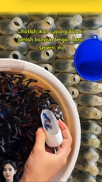 Keren!! banyak ikan cupang dalam botol #cupang #shorts