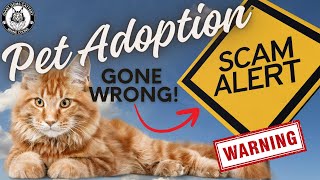 Beware! Maine Coon Adoption Scams Exposed