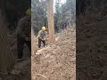#aivideo Professional Wood Cutting with Chainsaw 🪵🔥