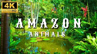 Amazon Wildlife 4K ULTRA HD |-| Amazon Rainforest