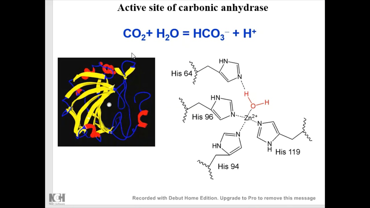 Enzyme catalysis Part 3, Catalytic strategies YouTube