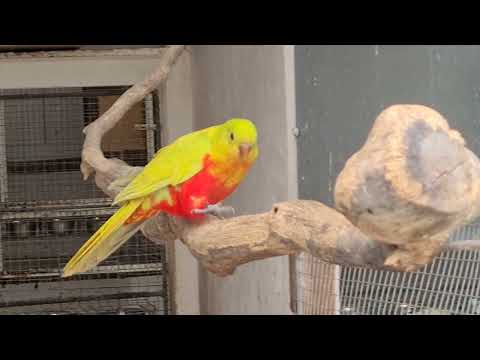 Video: Australští papoušci na první pohled