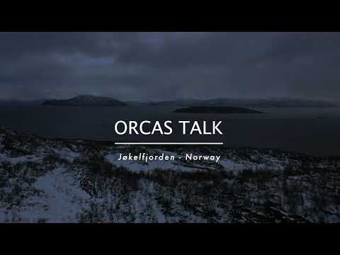 ORCAS TALK