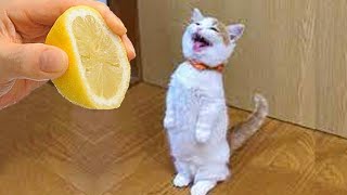 New Funny Cat and Dog Videos 😹🐶 Funniest Animals 🤣