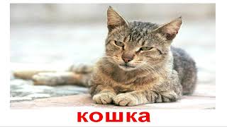 Развивающие карточки Домана. Домашние животные. Развивающие карточки Домана. Домашние животные.