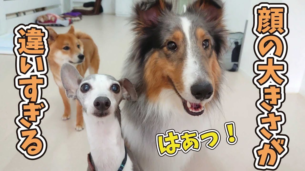 顔の大きさが違いすぎるシェルティとイタグレ ひみつきちなう 19年6月1日 Youtube