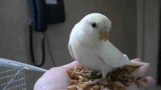 2ф спенгл - вариации окрасов волнистого попугая. 2F spengl - variations of colors budgerigar. 2ф спенгл - вариации окрасов волнистого попугая. 2F spengl - variations of colors budgerigar.