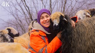 Happy Family in the Mountains  The World of the Young Shepherd Girl| Documentary4K