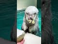《鳥羽水族館》メイちゃんの秘密のポケット🥰