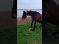 Horse 🐎 lies down and enjoys the view of the lake / Лошадка 🐴 лежит и наслаждается видом на озеро *