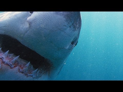 Why Sharks Attack | NOVA