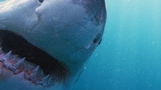 Why Sharks Attack | NOVA