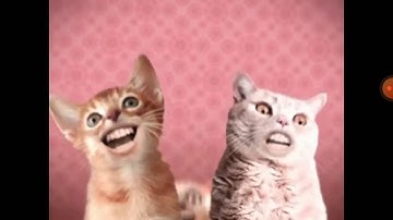 Singing Cats in Reversed