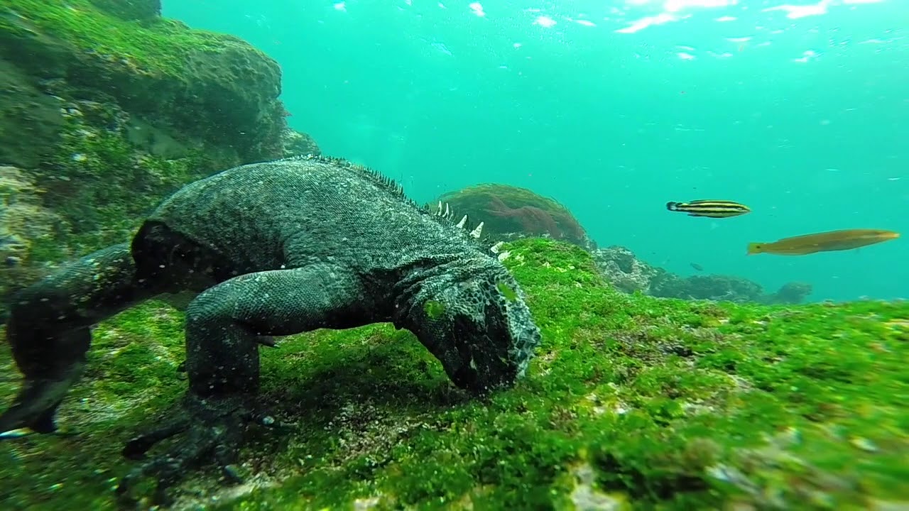 Diving in Galapagos YouTube