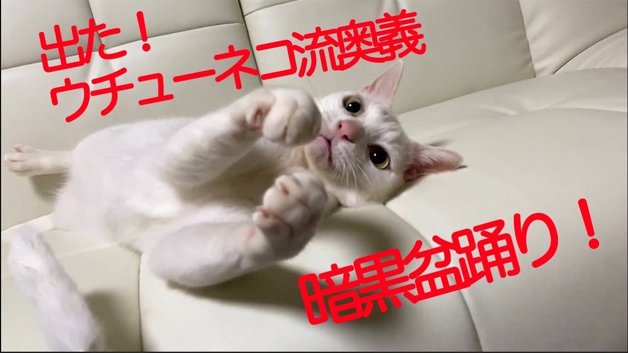 ウチューネコチャン、秘技・暗黒盆踊りを披露する My spacecat's Bon