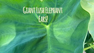 4 philodendron lemon lime upright vining Philodendron cordatum 'Lemon Lime'