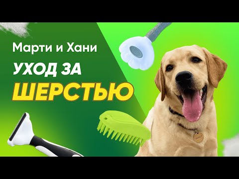 УХОД ЗА ШЕРСТЬЮ СОБАКИ / ГРУМИНГ / ОШИБКИ / ЛИНЬКА У СОБАКИ
