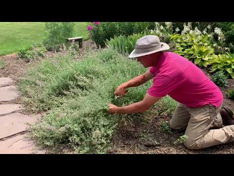 Video: Beskjæringsveiledning for kattemynte – Lær hvordan du beskjærer kattemynteplanter