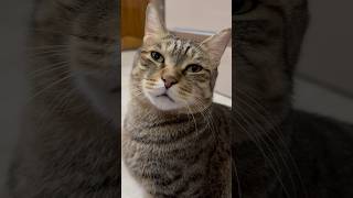 Meri billiyan chipkali maarke kissiyan krne ati hein mujhe😩😩#ytshorts #funny #cat