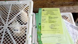  Ecer  Grosir Jalak Suren Jalak Putih Jalak Bali Jalak Hongkong Cucak Rowo Dll