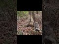 カエデ&白虎(トラ)の子 銀次郎(ギン)7ヶ月 虎毛 青龍(リュウ)の兄弟